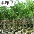 红花紫荆、红花羊蹄甲