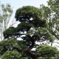 日本黑松