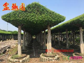 榕树长廊