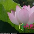 河北水道工程苗木供应千屈菜