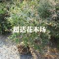 供应  【火棘球】  另供各种绿化小苗价格面议