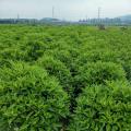 非洲茉莉