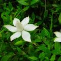 小叶栀子花