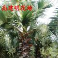 糖棕