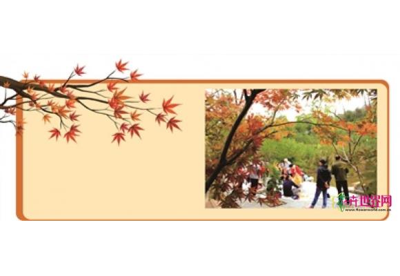 南京栖霞山：彩色落叶景观吸引游客踩“红毯”