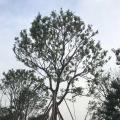 朴树