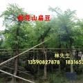 粉花山扁豆