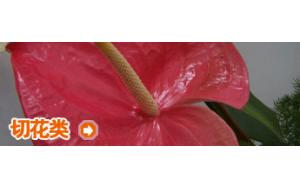 栏目介绍 切花