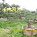 黑松