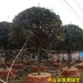 四季红桂