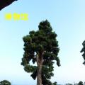 罗汉松