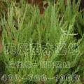 低价大量供应40-60公分小龙柏树苗、50-60公分小龙柏树苗