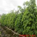 长叶榕 柳叶榕 塔形