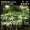 发财树
