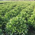 非洲茉莉
