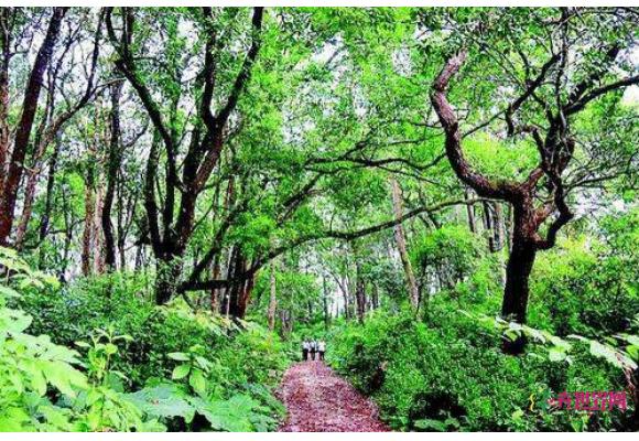 惠东今年投1989万元推进乡村绿化美化工程建设