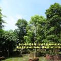 多宝树 子母树 母亲树 
