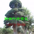 榆树古桩景