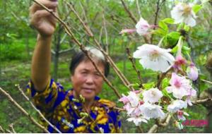 山东黄岛：十月赏樱花 花农六年培育出新品种