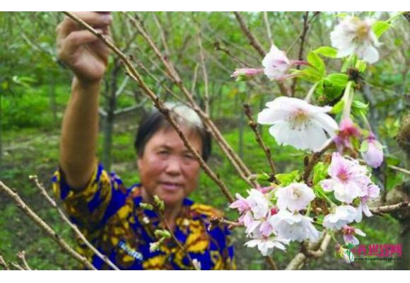 山东黄岛:十月赏樱花 花农六年培育出新品种 山东黄岛:十月赏樱花 花农六年培育出新品种