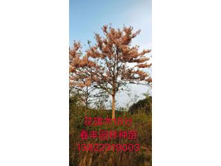 花旗木