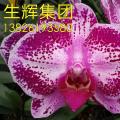 蝴蝶兰