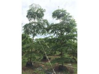 细叶榄仁