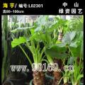 荷兰铁