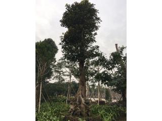 秋枫头
