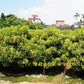 非洲茉莉