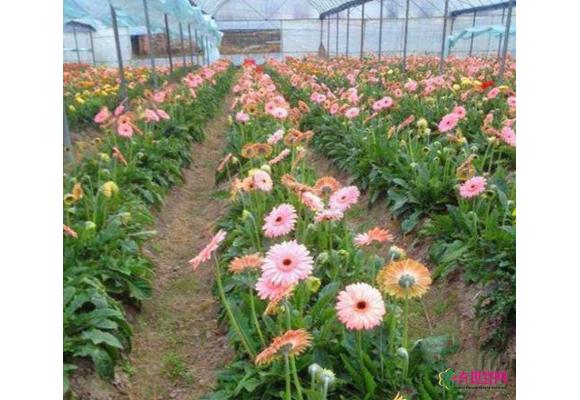 福建清流:花卉产业蓬勃发展 非洲菊成主打产品 福建清流:花卉产业蓬勃发展 非洲菊成主打产品