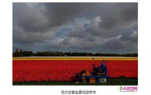 花农机械化收割荷兰郁金香【组图】