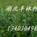红花紫薇