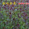 红叶石楠