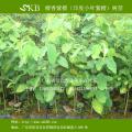 紫檀苗,紫檀树苗,檀香紫檀苗,印度小叶紫檀树苗,檀香紫檀树苗,紫檩小苗,小叶紫檀苗,小叶紫檀种子,紫檀,紫檀木,紫檀种植技术,