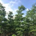 小叶榄仁
