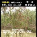 串钱柳