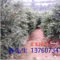 红豆杉