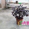 红继木