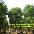 香樟树，大树假植区