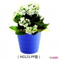 兰花专用花盆
