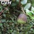 薜荔