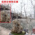 高密迎春梅,高密梅花,1-3年幼苗