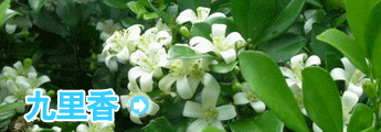栏目介绍 -九里香