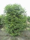 天竺桂