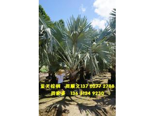 霸王棕
