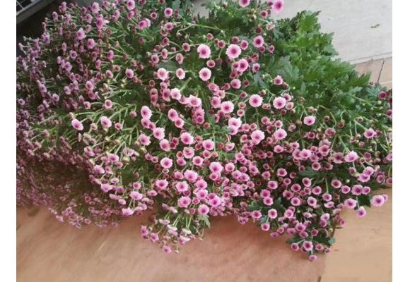 浙江泗安:四个两年,切花产业从0到每亩产值4万元 浙江泗安:四个两年,切花产业从0到每亩产值4万元