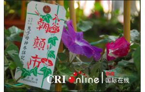 东京入谷的牵牛花市（组图）