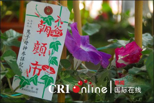 东京入谷的牵牛花市（组图）