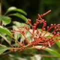 希茉莉